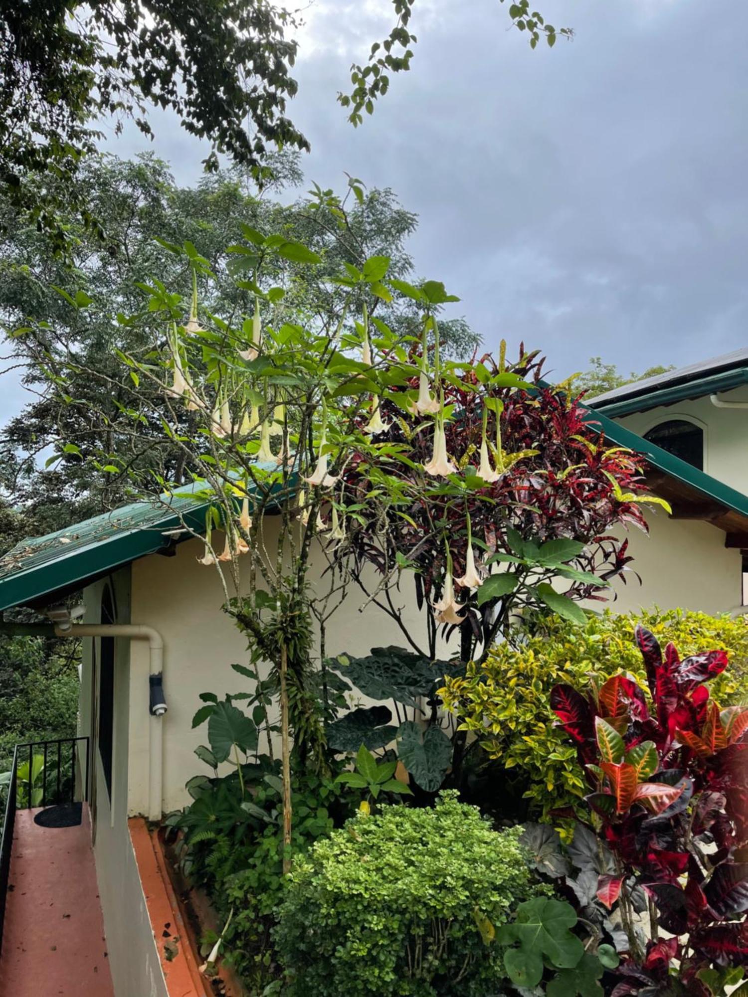 Mango Tree Villas Coronado Εξωτερικό φωτογραφία